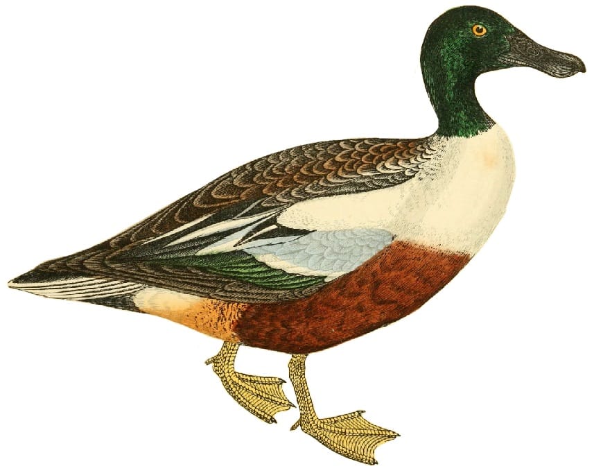 drawing of a duck, a bird referenced by Shakespeare
