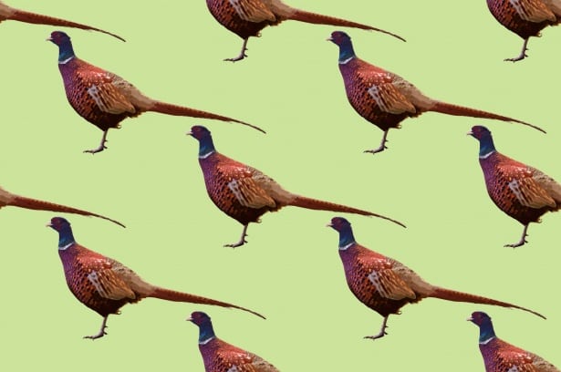 pheasant wallpaper