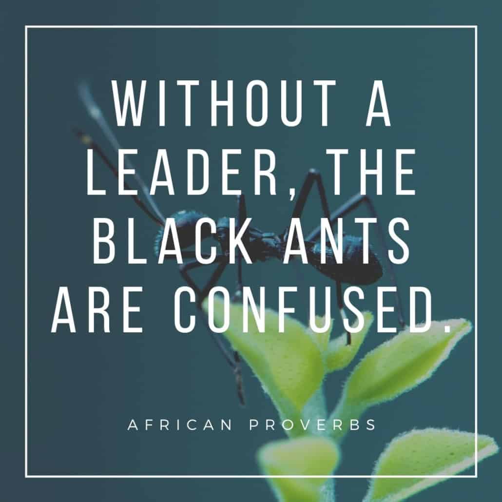 african proverbs - without a leader, the black ants are confused