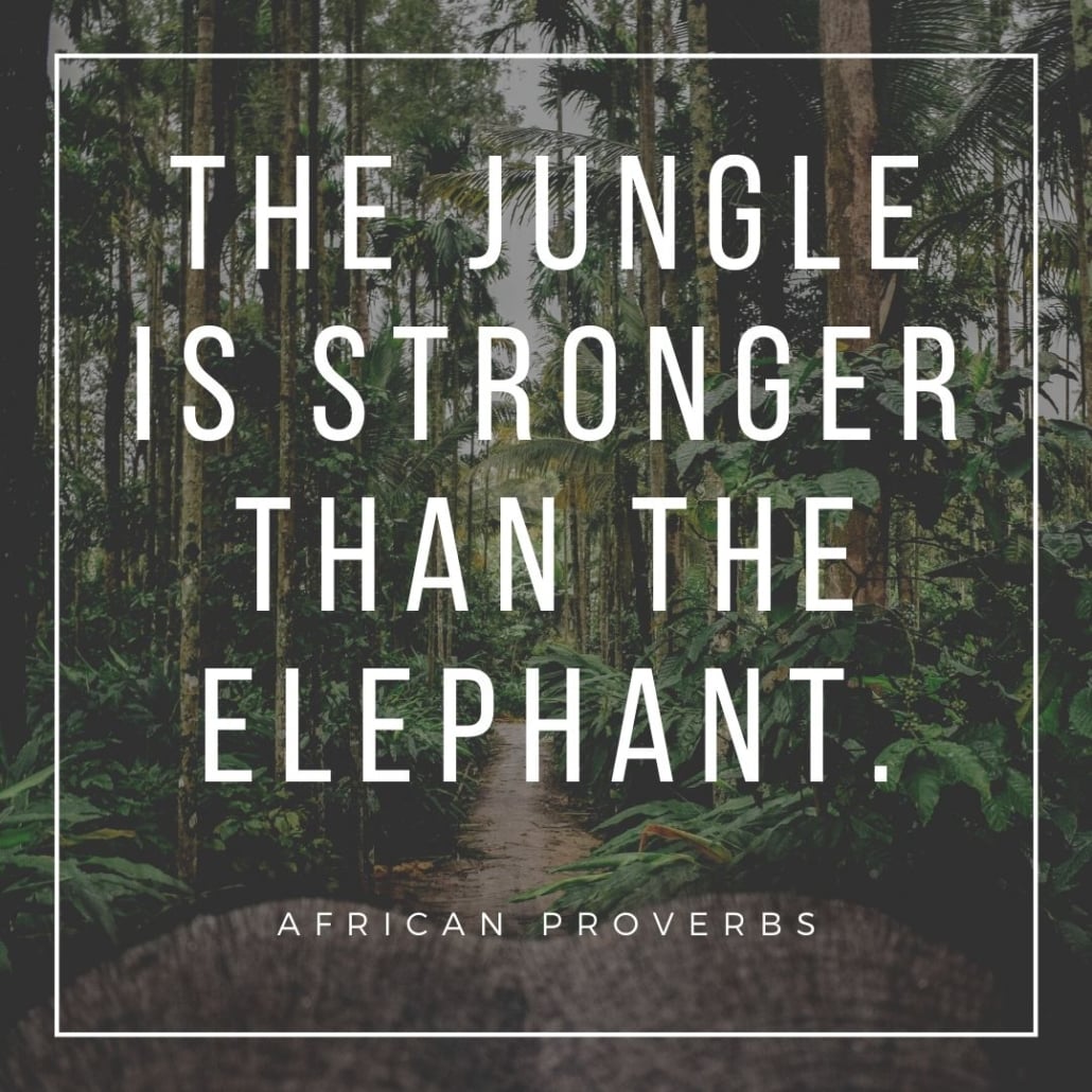 african proverbs - the jungle is stronger than the elephant
