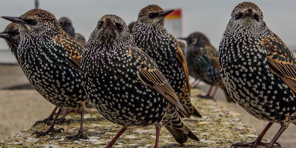 close up of 4 starlings standings