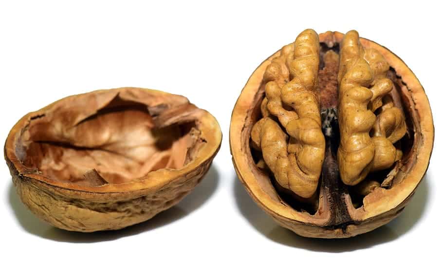 in a nut shell - an open walnut