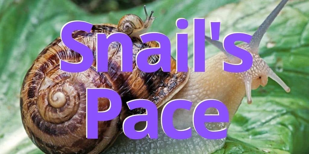 snail's pace